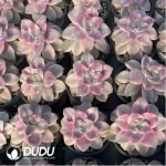 Graptopetalum Purple Delight Variegated