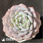 Echeveria Ice Soul