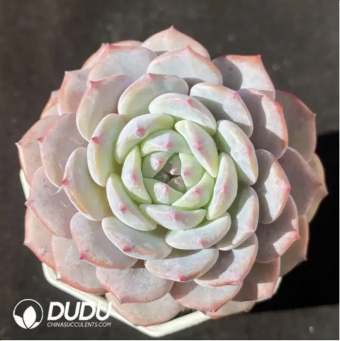 1-10.webp Echeveria Ice Soul - Image 1