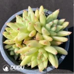 Echeveria Agavoides Crest