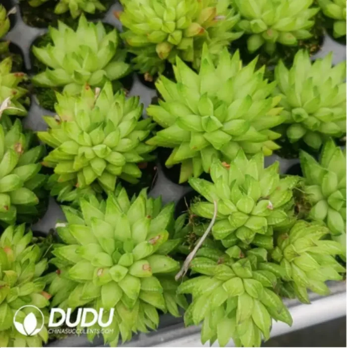 1-1012.webp Haworthia Indigenous - Image 1