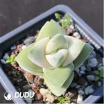 Crassula Moonglow Variegated