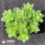 Haworthia  cymbiformis