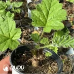 240MM Aeonium Sweet Tea Clustering