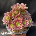 Aeonium Pink Witch Variegated