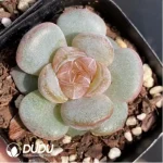 Echeveria Brandy