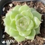 Echeveria Shrimp Dumpling Ice