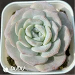 Echeveria Snow Pudding