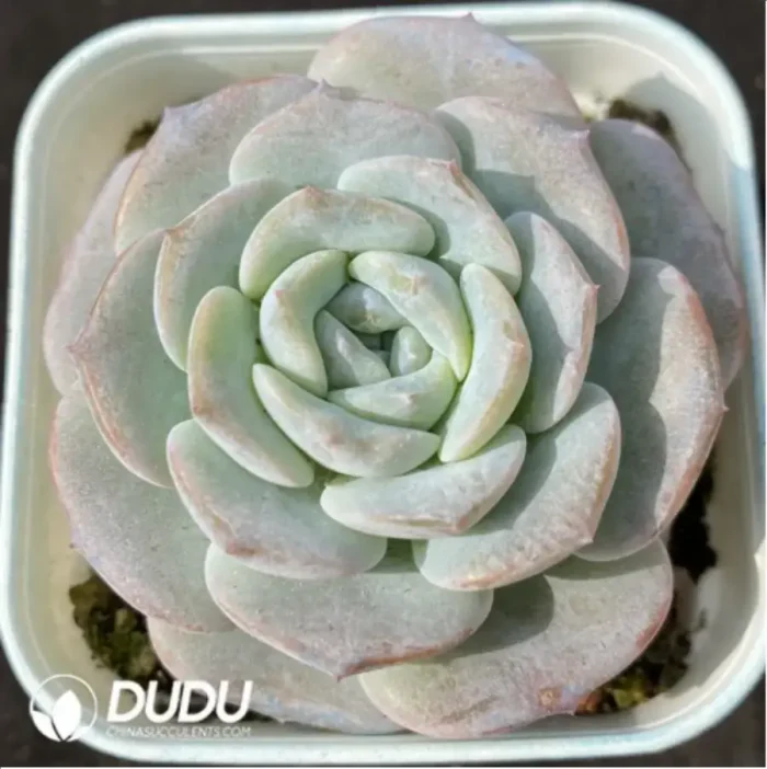 1-1054.webp Echeveria Snow Pudding - Image 1