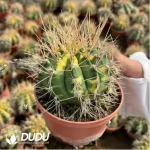 Cactus-Gymnocalycium anisitsii (K.Schum.)