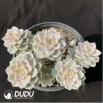 Echeveria Pretty in Pink Variegated Clustering