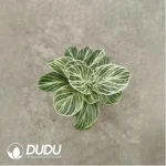 2.86/Pcs Philodendron Birkin(Plant)(100Pcs??