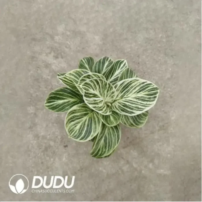 1-1063.webp 2.86/Pcs Philodendron Birkin(Plant)(100Pcs?? - Image 1