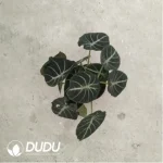 2.29/Pcs Alocasia Ninja(Reservations required)(Plant)(100Pcs??