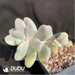 Pachyphytum Cheese variegate