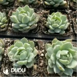 Echeveria Queen Maria variegated