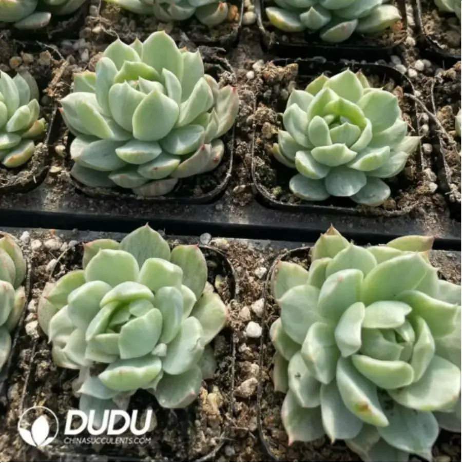 1-107.webp Echeveria Queen Maria variegated - Image 1