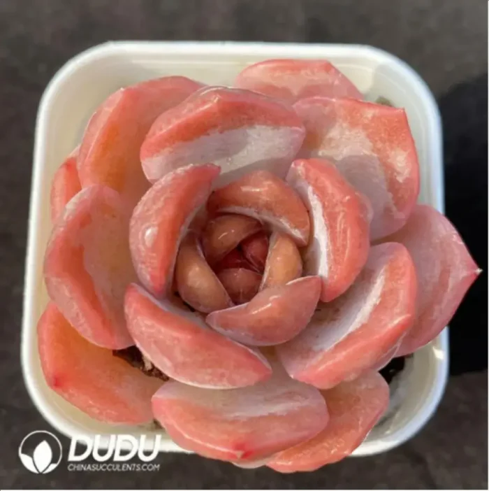 1-1073.webp Echeveria Lychee Powder - Image 1