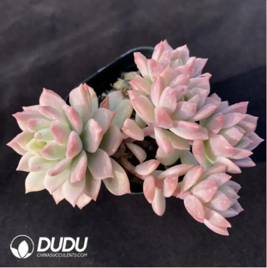 1-1074.webp Echeveria Green Emerald Variegated Clustering - Image 1