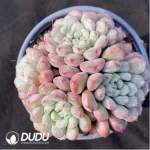 Graptoveria Snow Peach Clustering