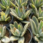 Kalanchoe Tomentosa Variegated