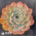 Echeveria Caroline