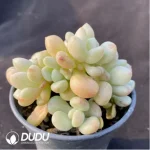 Echeveria Billgates Clustering