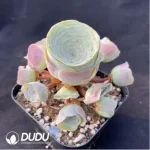 Aeonium Greenovia Variegated Clustering