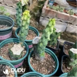 Cactus-Boobie Variegated (Without Root)