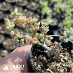 Dicrocaulon Tangerine Candy Balls