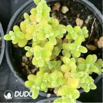 Dicrocaulon Ramulosum Rice Grain