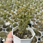 Dicrocaulon Ramulosum Cat Tongue