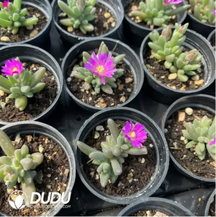 1-1098.webp Dicrocaulon Ramulosum White Dew Flower - Image 1