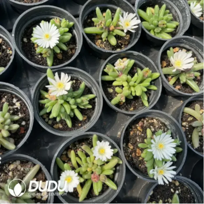 Dicrocaulon Ramulosum Ice Crystals - Image 1