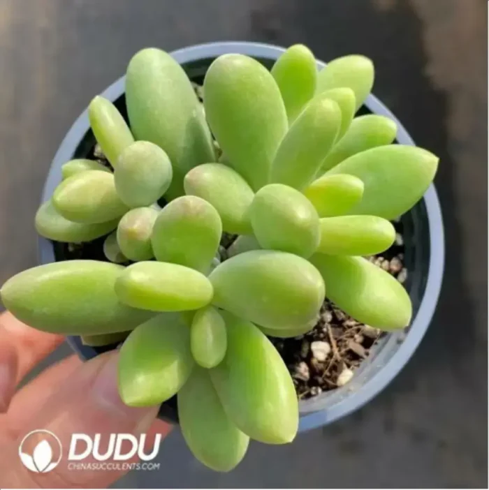 1-11.webp Pachyphytum japonica clustering - Image 1