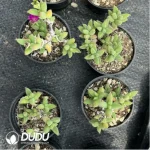 Dicrocaulon Ramulosum Ice Crystals