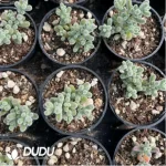 Dicrocaulon Ramulosum Red Gem