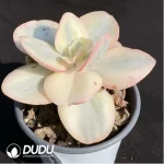 Echeveria Suyon Variegated