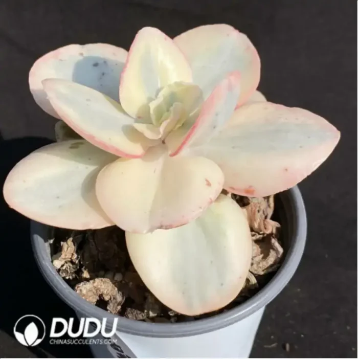 Echeveria Suyon Variegated - Image 1