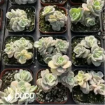 Echeveria Lovely Rose Variegated Clustering