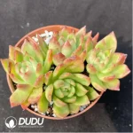 Agavoides var. prolifera E.Walther Clustering