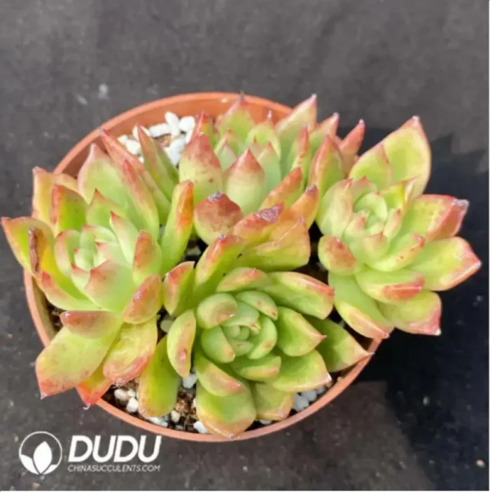 Agavoides var. prolifera E.Walther Clustering - Image 1