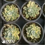 Echeveria Moon Fairy Variegated