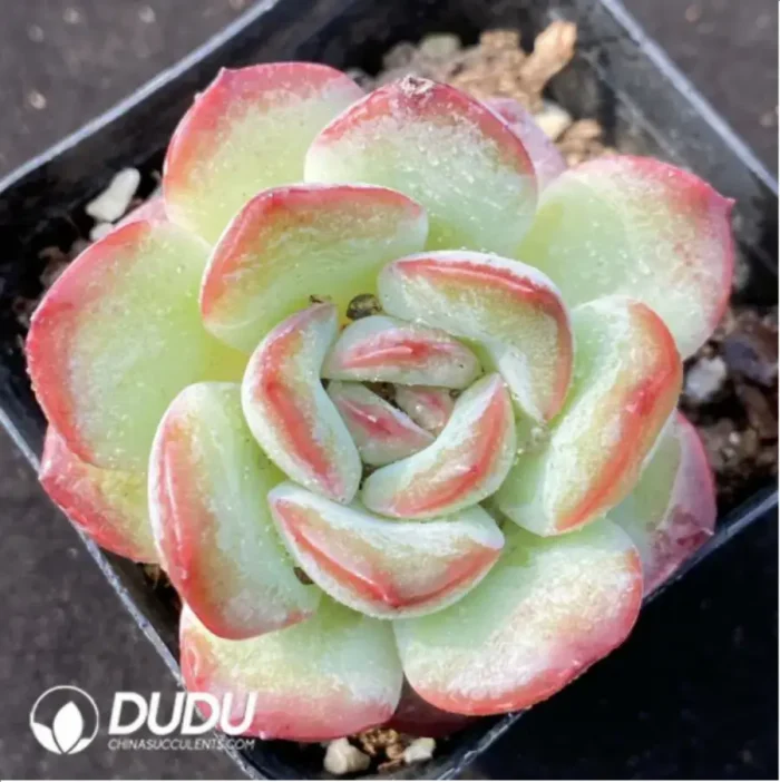 Echeveria Snowy Night - Image 1