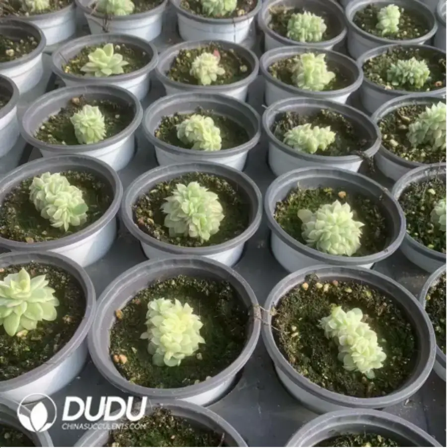 1-115.webp Echeveria Yuzhu Variegated - Image 1