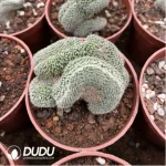 Cactus-Chamaecereus Silvestrii