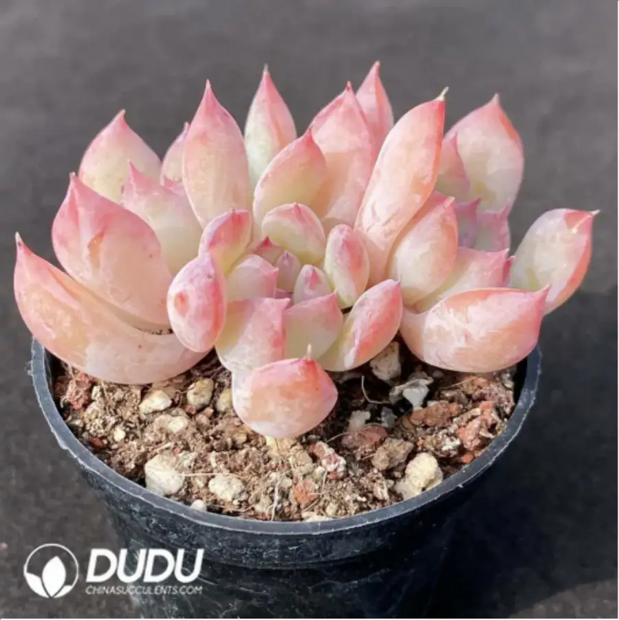 1-1158.webp Echeveria Love Affair Clustering - Image 1