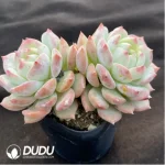 Echeveria Branka Double