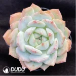 Echeveria Branka