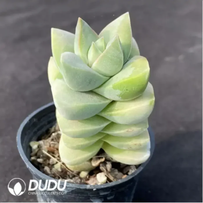 Crassula Moonglow Variegated - Image 1